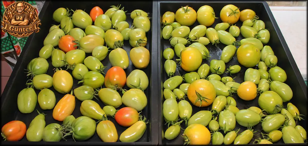 01 Tomaten 13102026_.webp