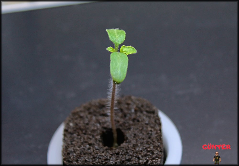 03_erste richtige Blätter_.jpg