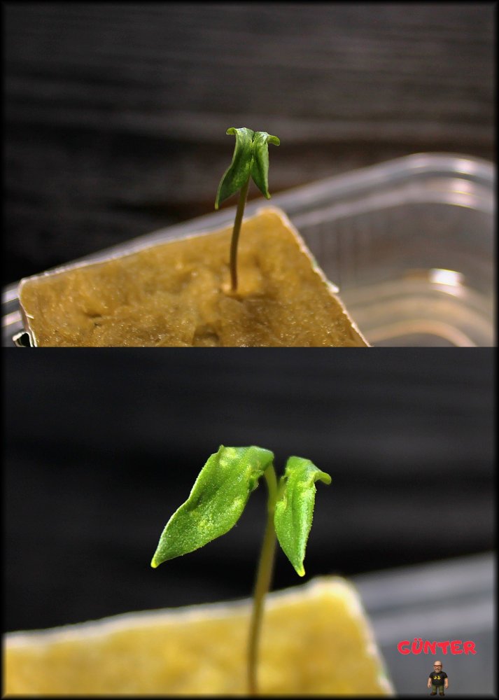 03_Zusammengew. Keimbl..jpg