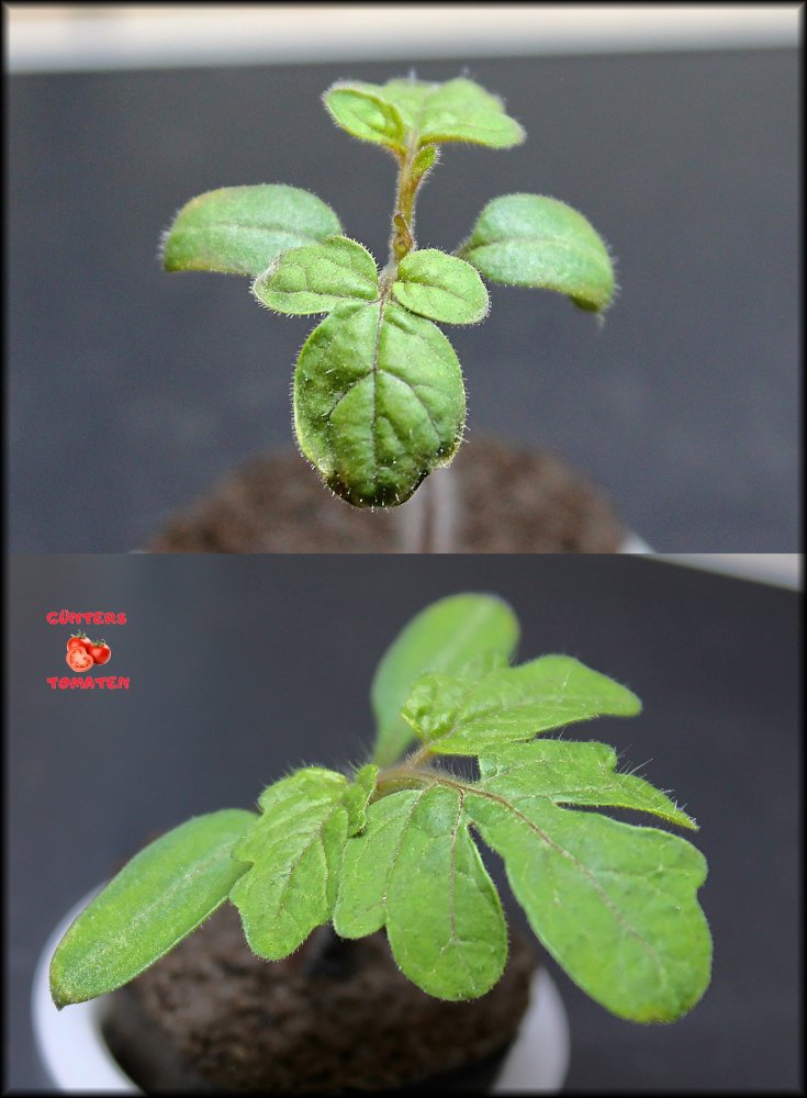 05b_Keimlinge 16112025.jpg