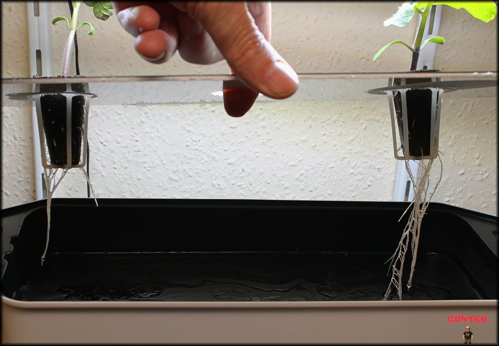 06_Wurzeln nach 3 Wochen_.jpg