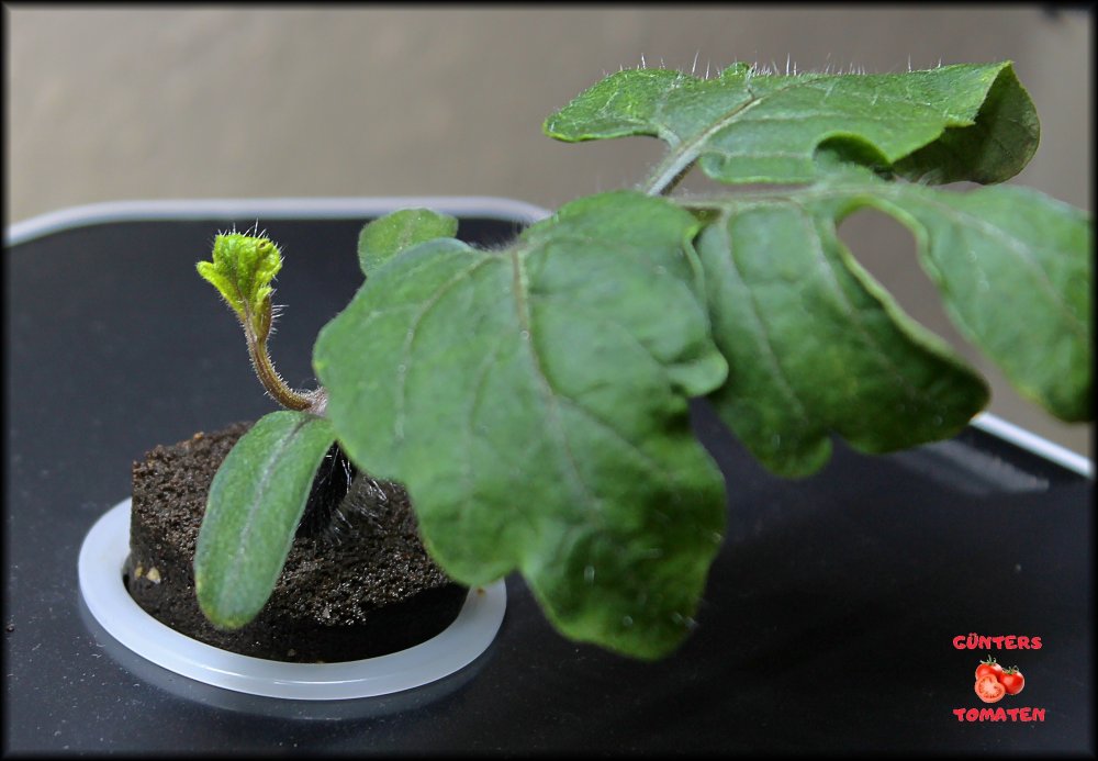 07_Keimling nr 2 29112025_.jpg