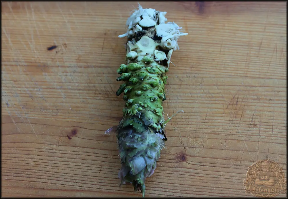 100g Wasabi_.webp