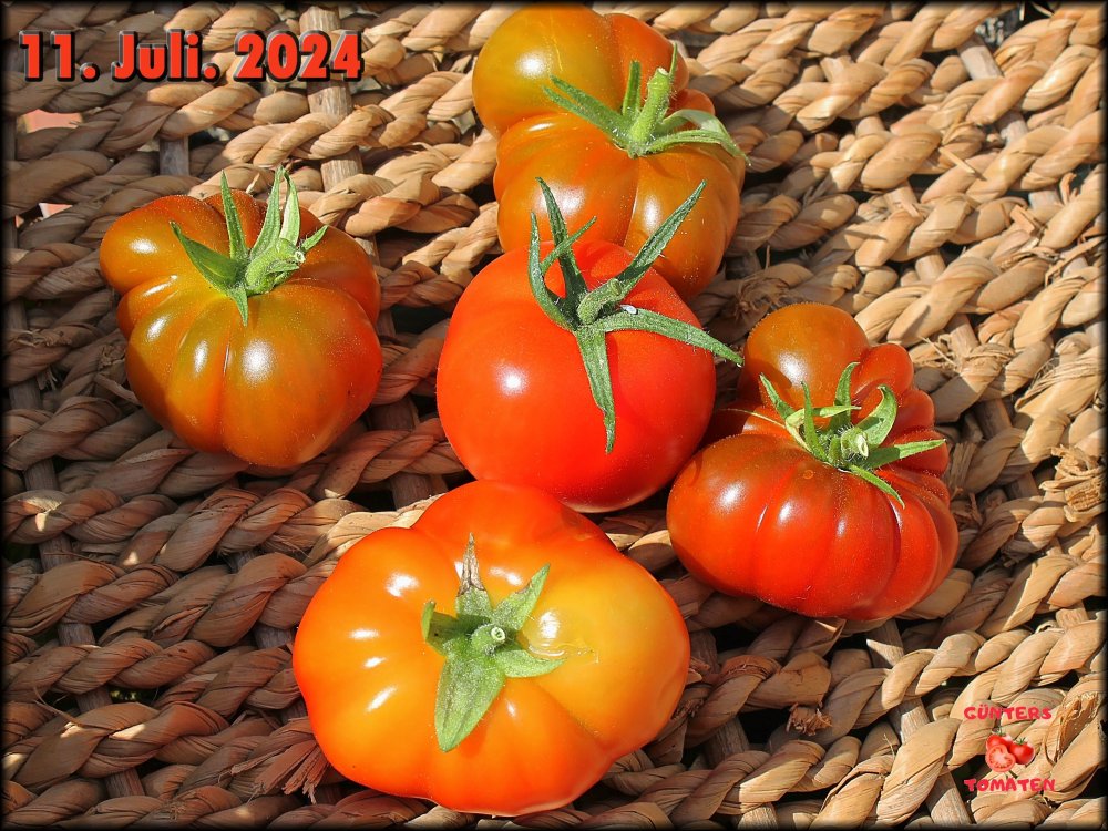 11072024 reife Tomaten_.jpg