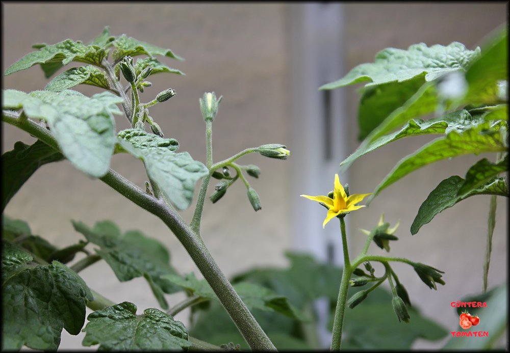 13_erste Blüte_.jpg