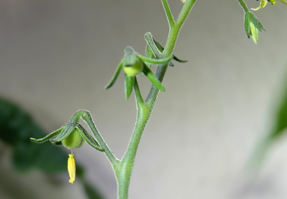 14_erste Tomaten_030126a_.jpg