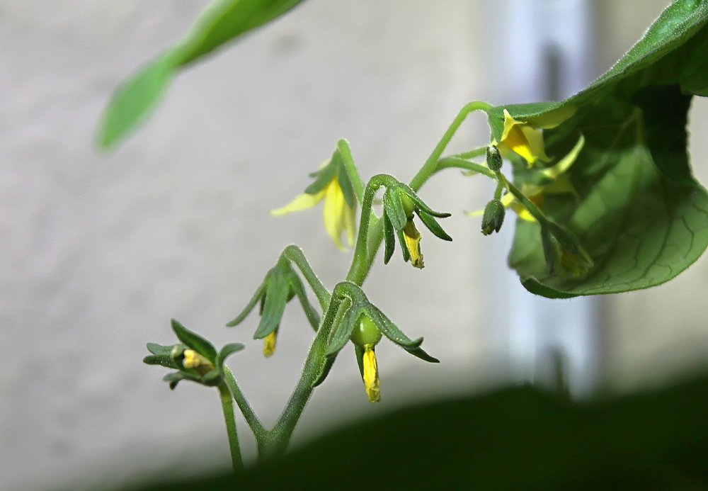 14_erste Tomaten_030126b_.jpg