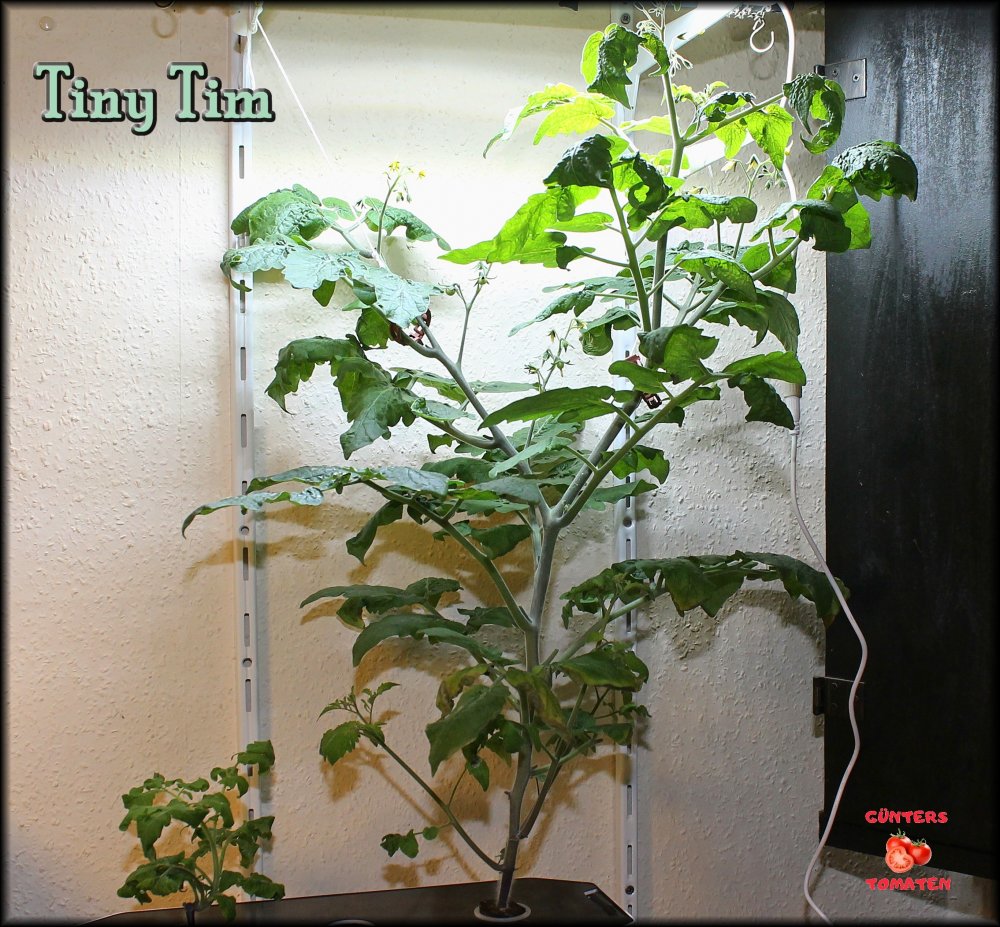 15_Tomatenpflanze 05012025_.jpg