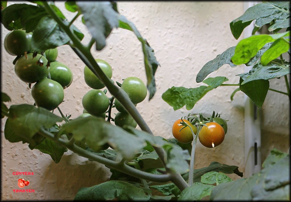 16_Tomaten reifen ab_.jpg