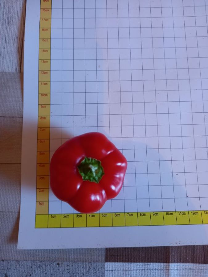 Paradeisfrüchtiger Ungarischer