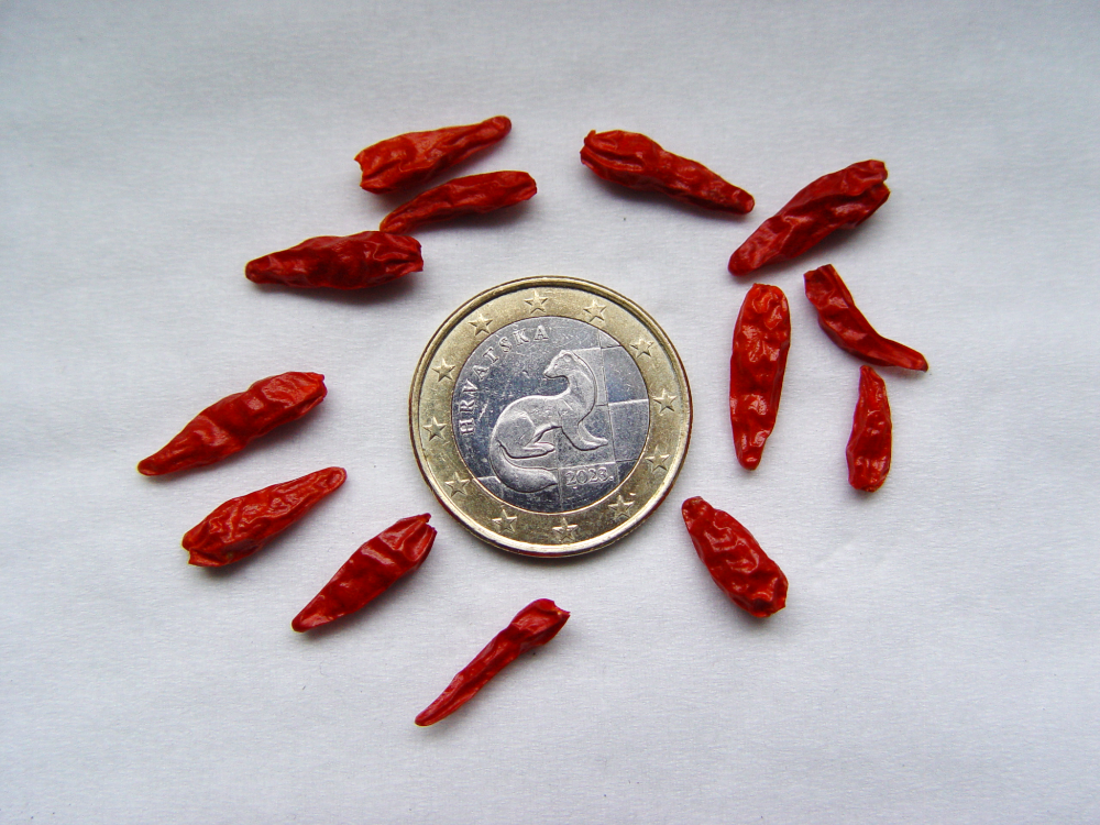 Annuum var. minimum (Bonsaichili, Minichili)