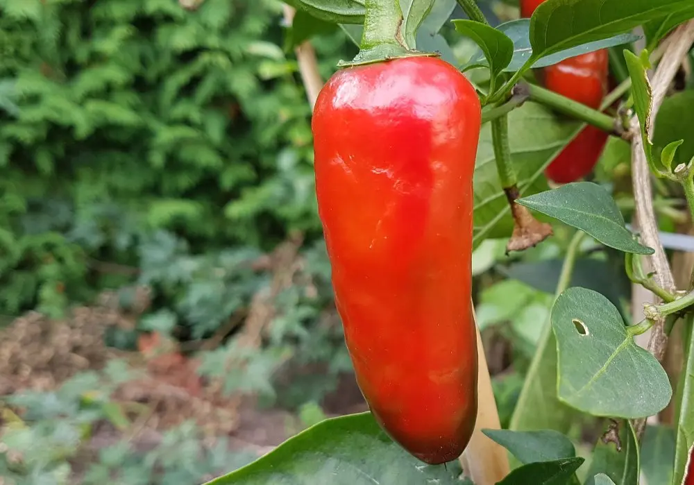 Jalapeño El Jefe
