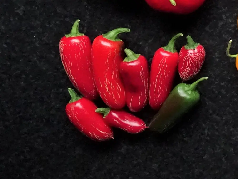 Jalapeño Chichimeca