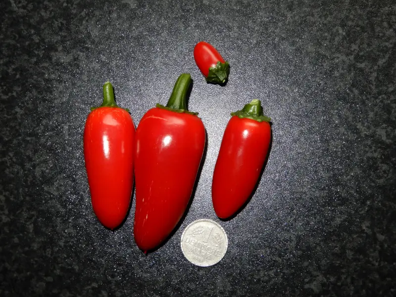 Jalapeno Mammoth