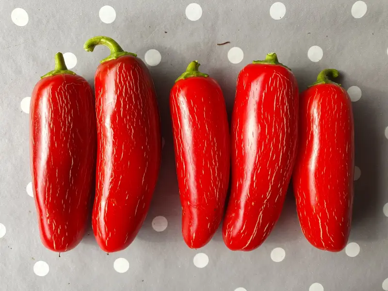 Jalapeno Senorita