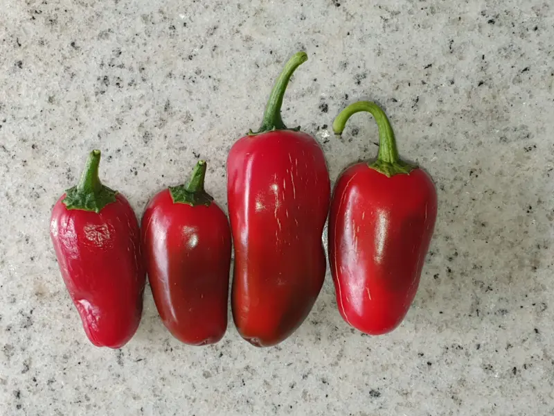 Jalapeno Goliath