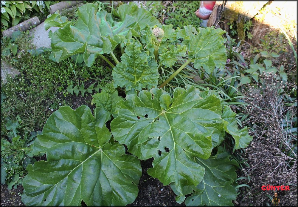 1_Rhabarber 21042026_.jpg