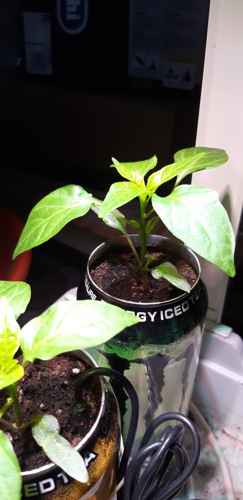 20201208_100423.jpg