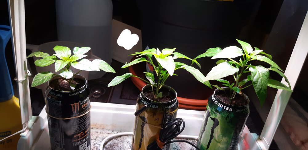 20201218_141351.jpg