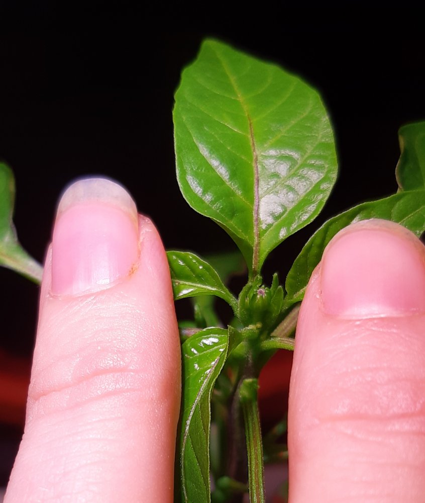 20201218_141405.jpg