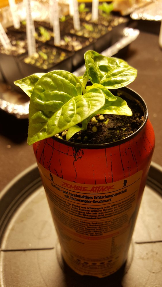 20201222_082207.jpg