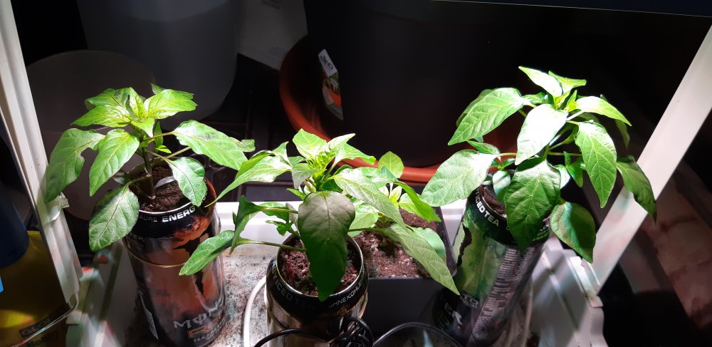 20201224_091102.jpg