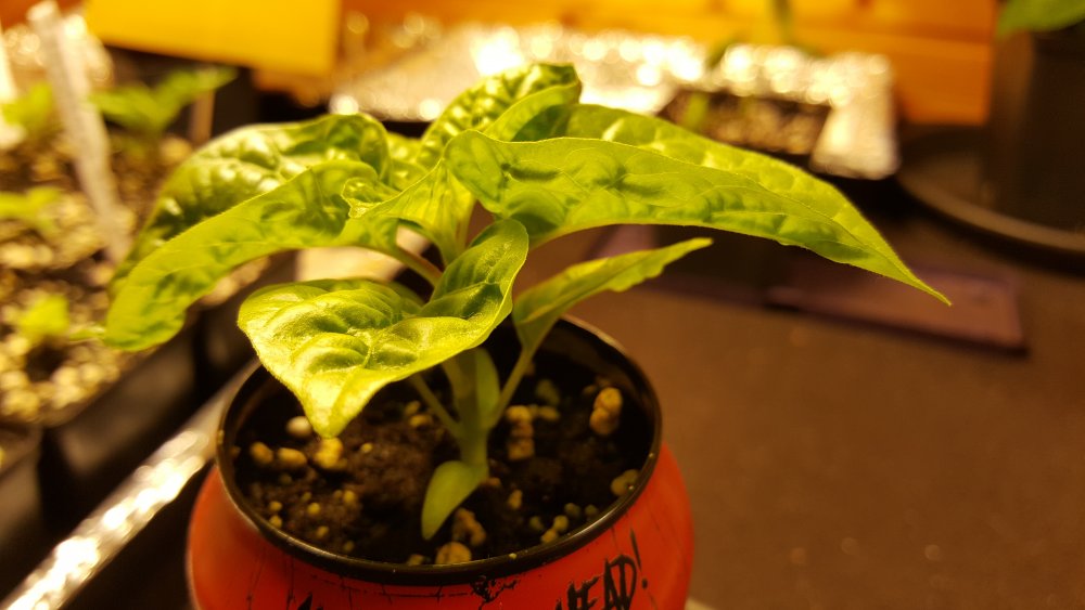 20201229_093703.jpg