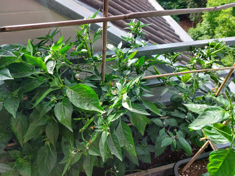 20220618_075650.jpg