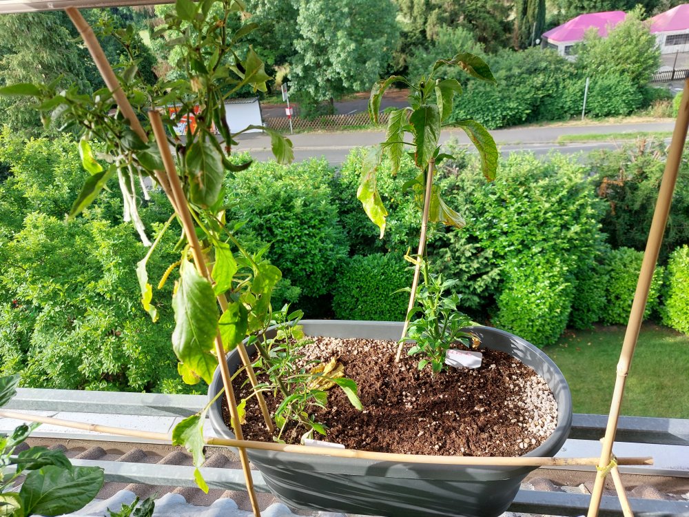20220618_080413.jpg