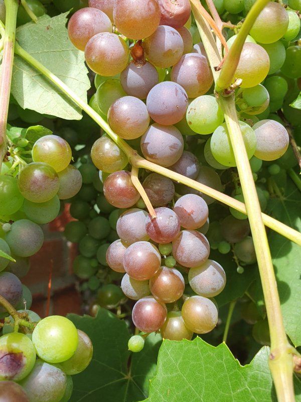 20230811_Niederrheinischer Hauswein1.JPG