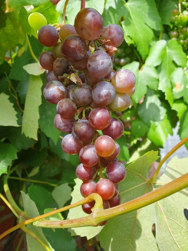 20230811_Niederrheinischer Hauswein2.JPG