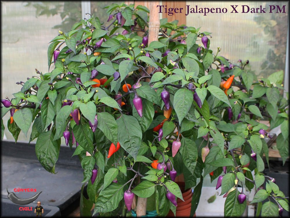 2025-10-23 Tiger Jalapeno X Dark PM_.jpg