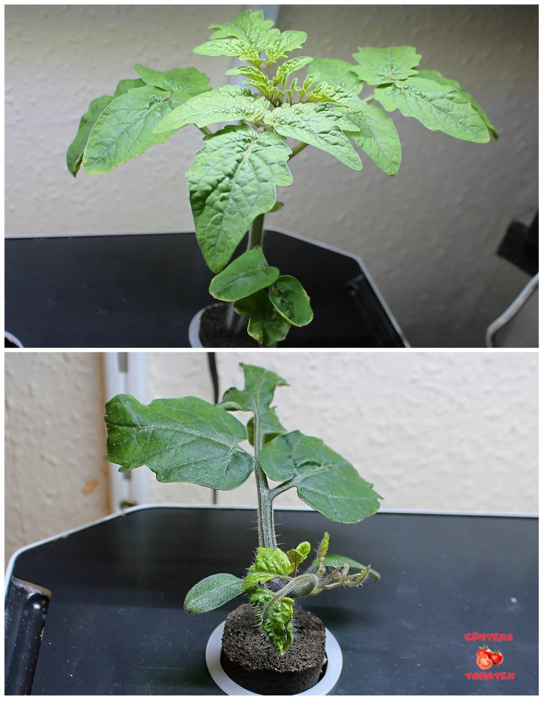 2025-12-02 - gscha.jpg