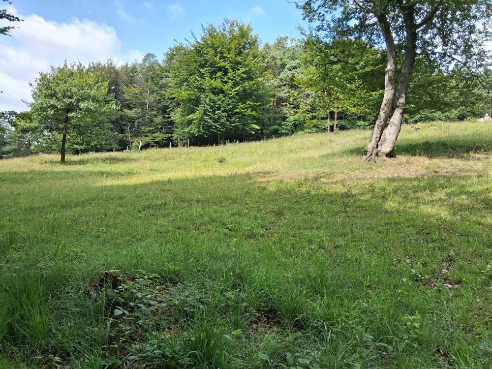20250726_113740.jpg