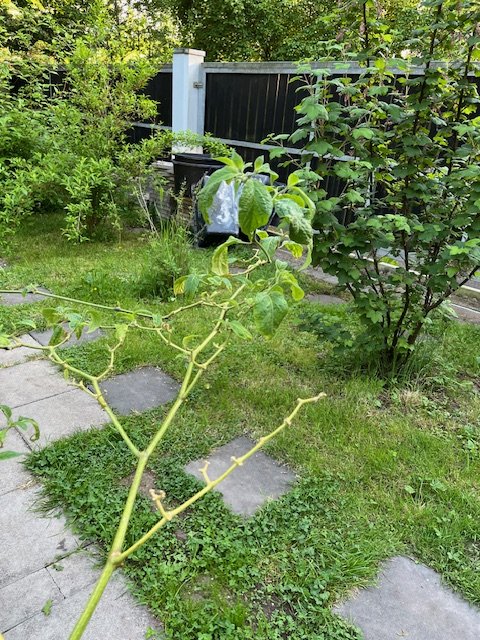 202600509 (1).jpeg