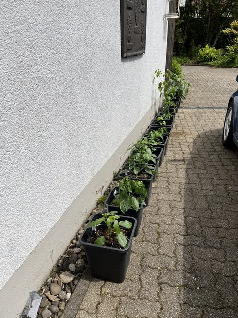 202600516 (4).jpeg