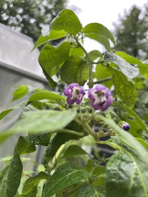 202600604 (1).webp