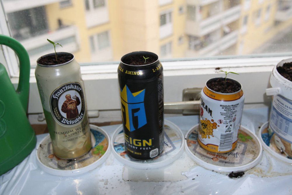 3 Dosenchillies inkl Maraba Gorria Rawit.jpg