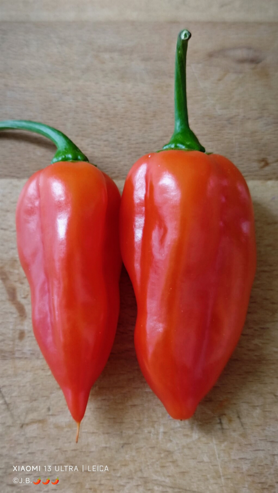 48445137gl.jpg