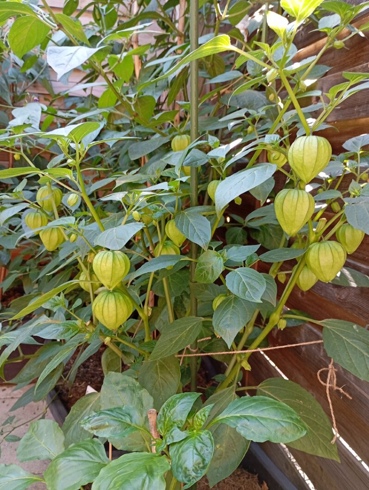 49848729bu.jpg