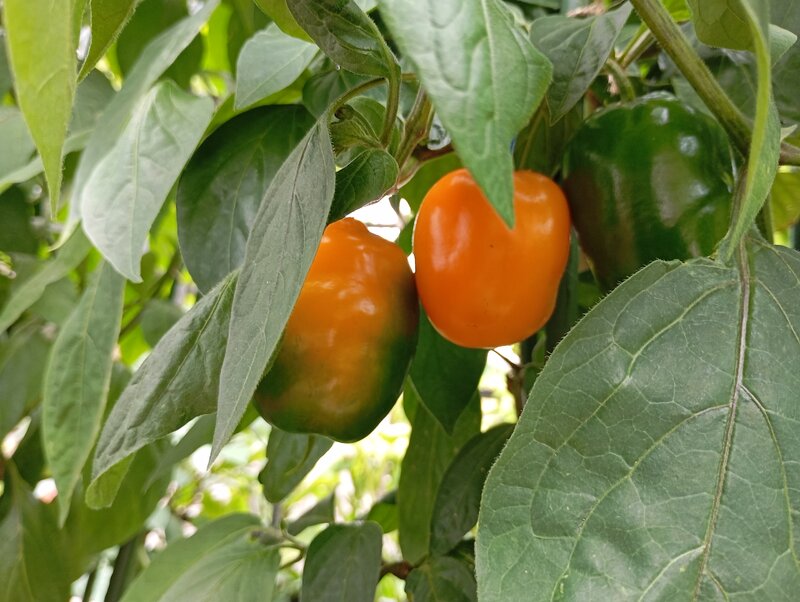 49940030px.jpg