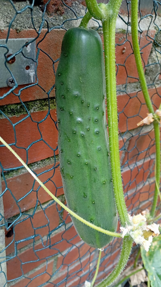 49982235bx.jpg