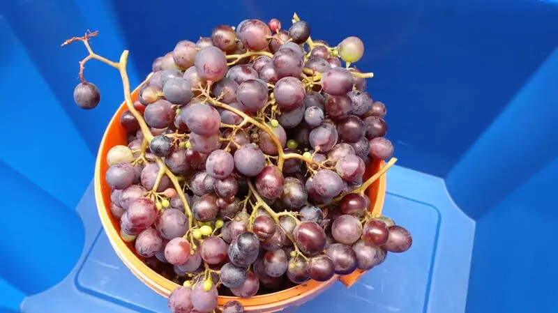 51310150sk.webp