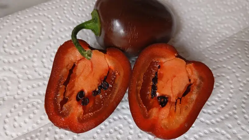 chili-pepper.de