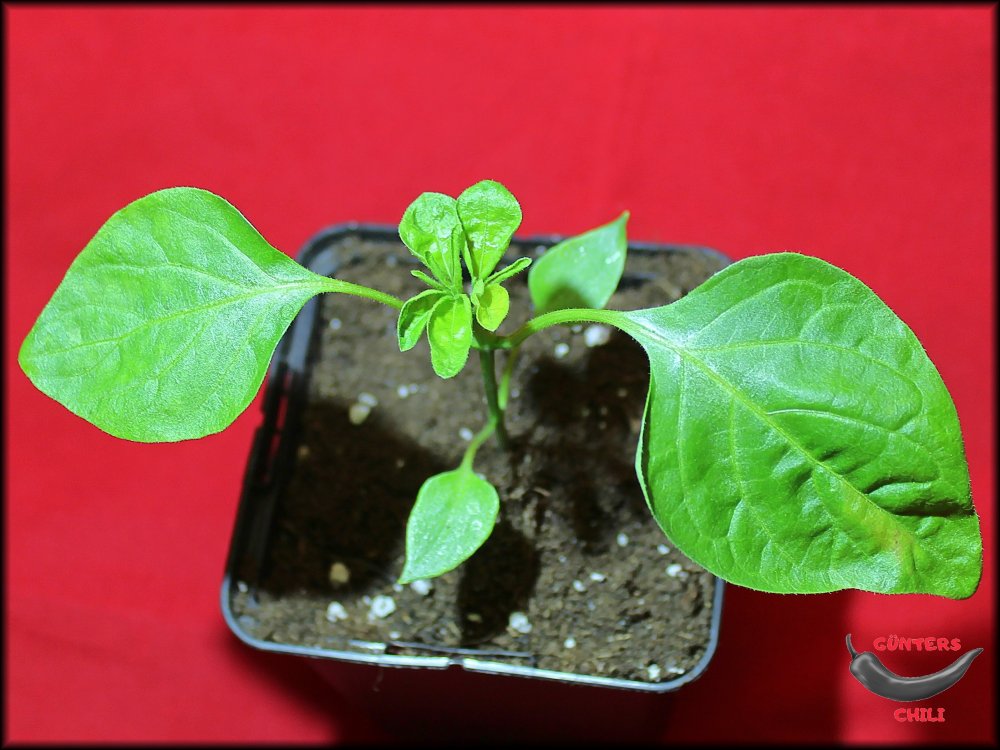 Afrikanische Glockenpaprika 01032024_.jpg