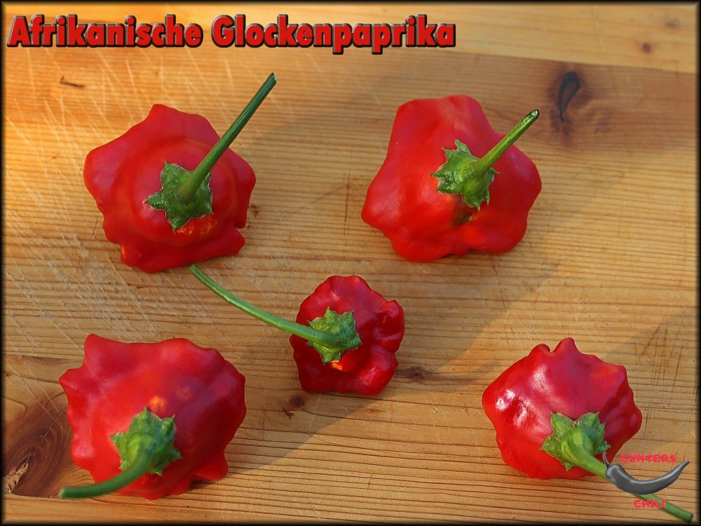 Afrikanische Glockenpaprika 20092024_.jpg