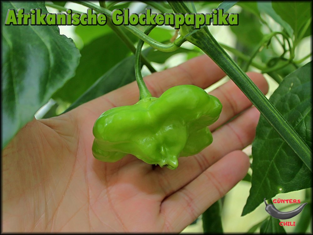 Afrikanische Glockenpaprika 30072024_.jpg