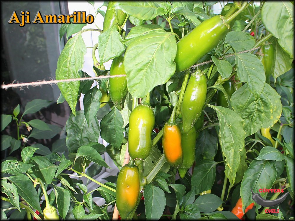 Aji Amarillo_.jpg