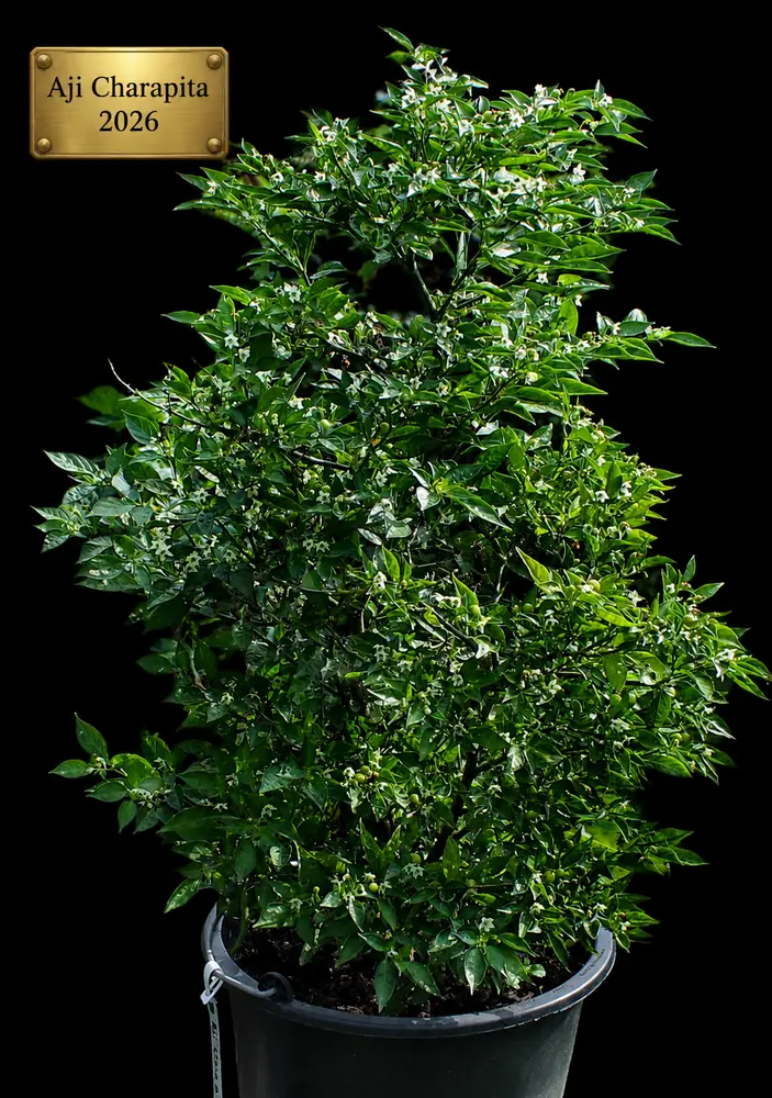 Aji Charapita 09072026_.webp