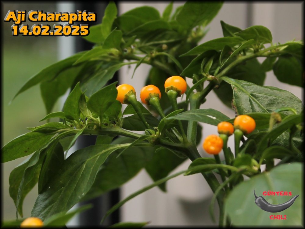 Aji Charapita 14.02.2025.JPG